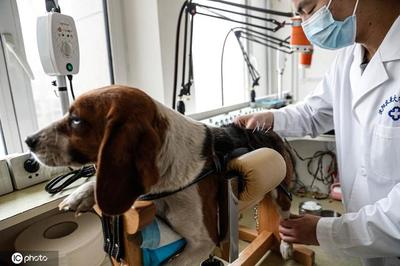 沈阳带宠物看中医逐渐成为选择 可治疗多种疾病