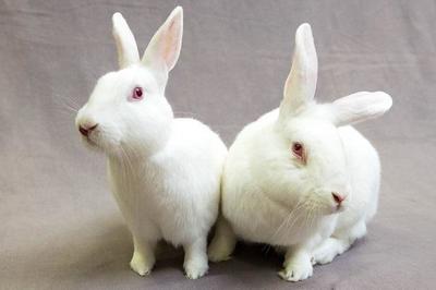 上海颂通生物科技