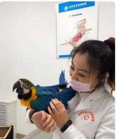 三甲动物医院用什么方法为动物治病的