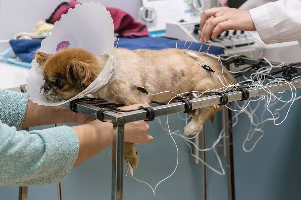 狗生如梦丨ONE实验室