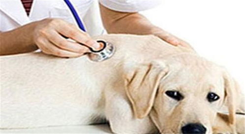 扬大动物医院加盟优势