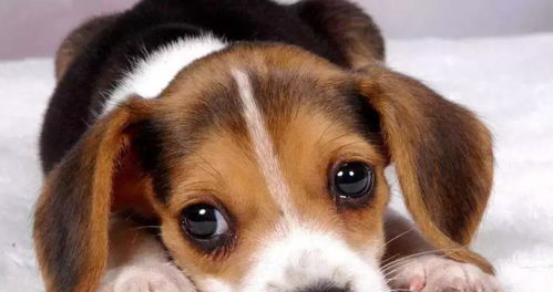 福懋动物医院 狗狗胃穿孔,都是溺爱惹的祸