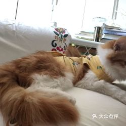 电话,地址,价格,营业时间 北京宠物