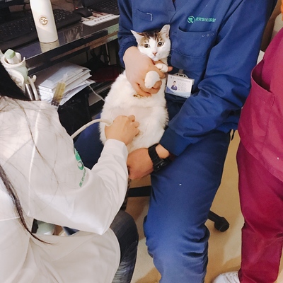 你收养的流浪动物与最初进门时相比有了哪些变化?