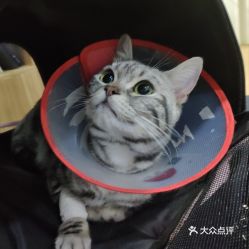 电话,地址,价格,营业时间 西安宠物