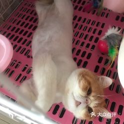 电话,地址,价格,营业时间 北京宠物