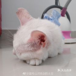 电话,地址,价格,营业时间 天津宠物