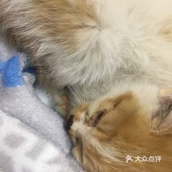 西安宠物动物医院指南 地址、电话、价格与营业时间