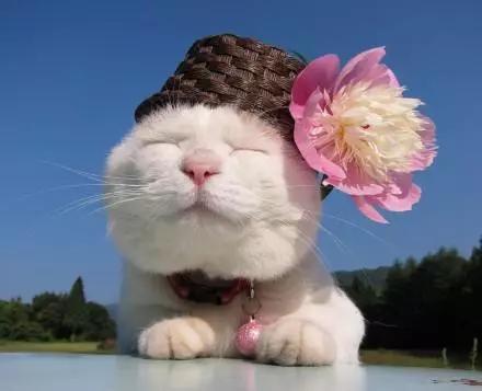 福懋动物医院明星人设难保 网红猫狗“人设”泡沫与行业反思