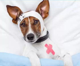 详谈车撞狗狗事故处理全攻略 从紧急处理到动物医院就医