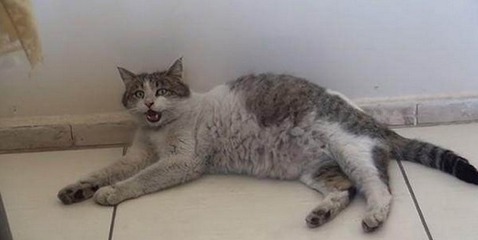 流浪猫妈妈的智慧与勇气 医院求助，平安诞下四只幼崽