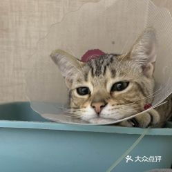 北京宠物动物医院指南 电话、地址、价格与营业时间