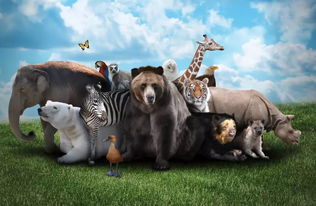 万万没想到，十年后的龙泉驿让你离不开动物医院