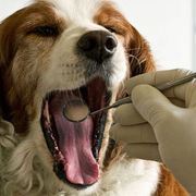 新宠乐宠物医院 联系方式、地址、价格及营业时间全览