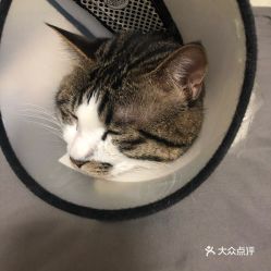 北京宠物动物医院指南 联系信息、价格与营业时间