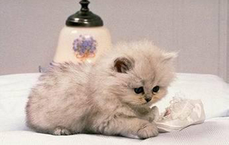 石家庄牧兴动物医院 专业动物医疗服务的坚实后盾