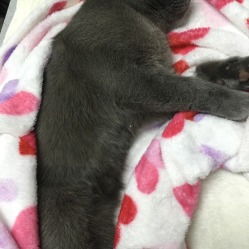 达爱动物医院 守护宠物健康，传递温暖关爱