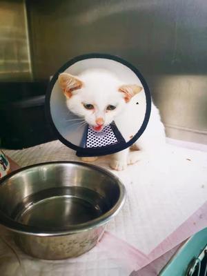 半载救赎近三百生灵，七月砥砺前行 以创新产品守护生命——记一家动物医院的使命与坚守