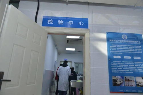 给喵星人汪星人针灸 把脉 喂中药 南农教学动物医院能为爱宠 望闻问切