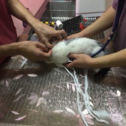 严国平动物医院 猫专科