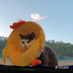 电话,地址,价格,营业时间 珠海宠物