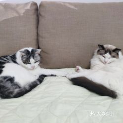 电话,地址,价格,营业时间 北京宠物