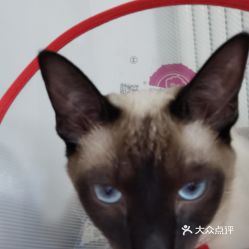 电话,地址,价格,营业时间 图 西安宠物