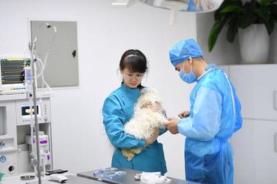 图文报道:中农锦绣动物医院抢救难产母犬纪实