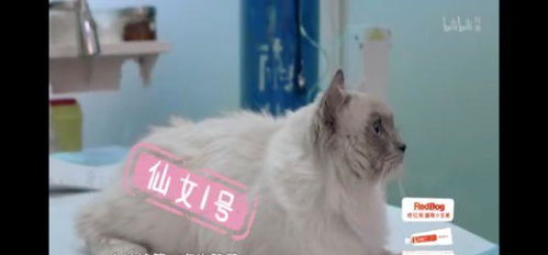 《动物医院》 动物版《人间世》的生命悲欢