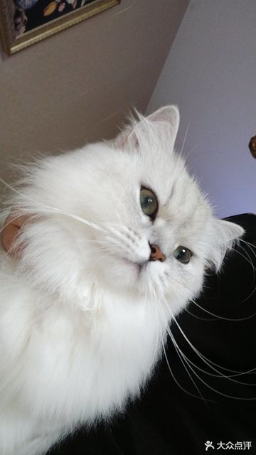 你我它动物医院仁爱分院 关爱宠物的专业守护者