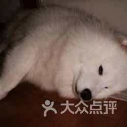 康维动物医院 守护宠物健康，传递温暖关怀