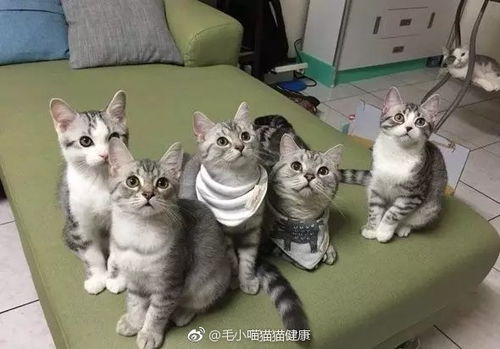 福懋动物医院内猫咪奶爸的深情呼唤 老婆快回来，我快撑不住了！