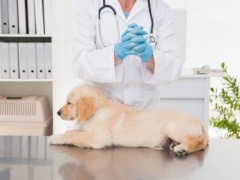 太原迎泽宠物医院 专业呵护，守护毛孩子的健康家园