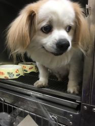 芭比堂动物医院佛山南海大道分院 守护爱宠健康的专业港湾