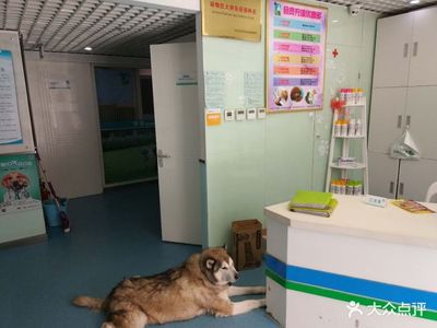 宠颐生东兴动物医院（三环新城店） 守护爱宠健康的专业伙伴